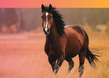 Fetch, a dvm360 conference Aug 28–30 2026